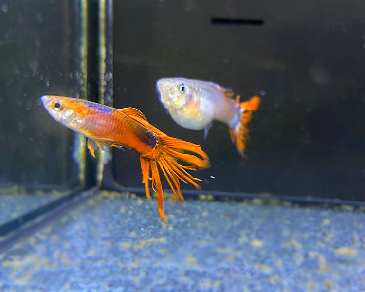 Full Red Wild Crowntail Guppy Pairs ~ 3-4cm